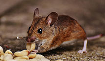 24 Hour & Emergency Exterminators in Bristol, CT